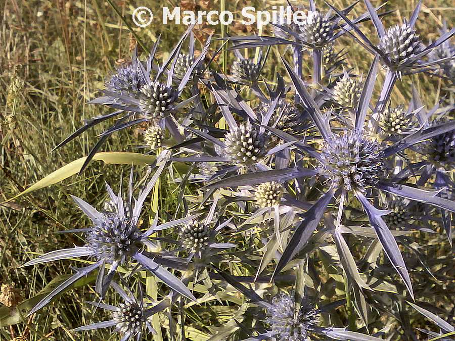 Eryngium amethystinum